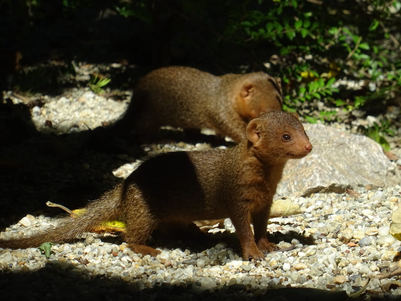 Zoološki vrt grada Zagreba