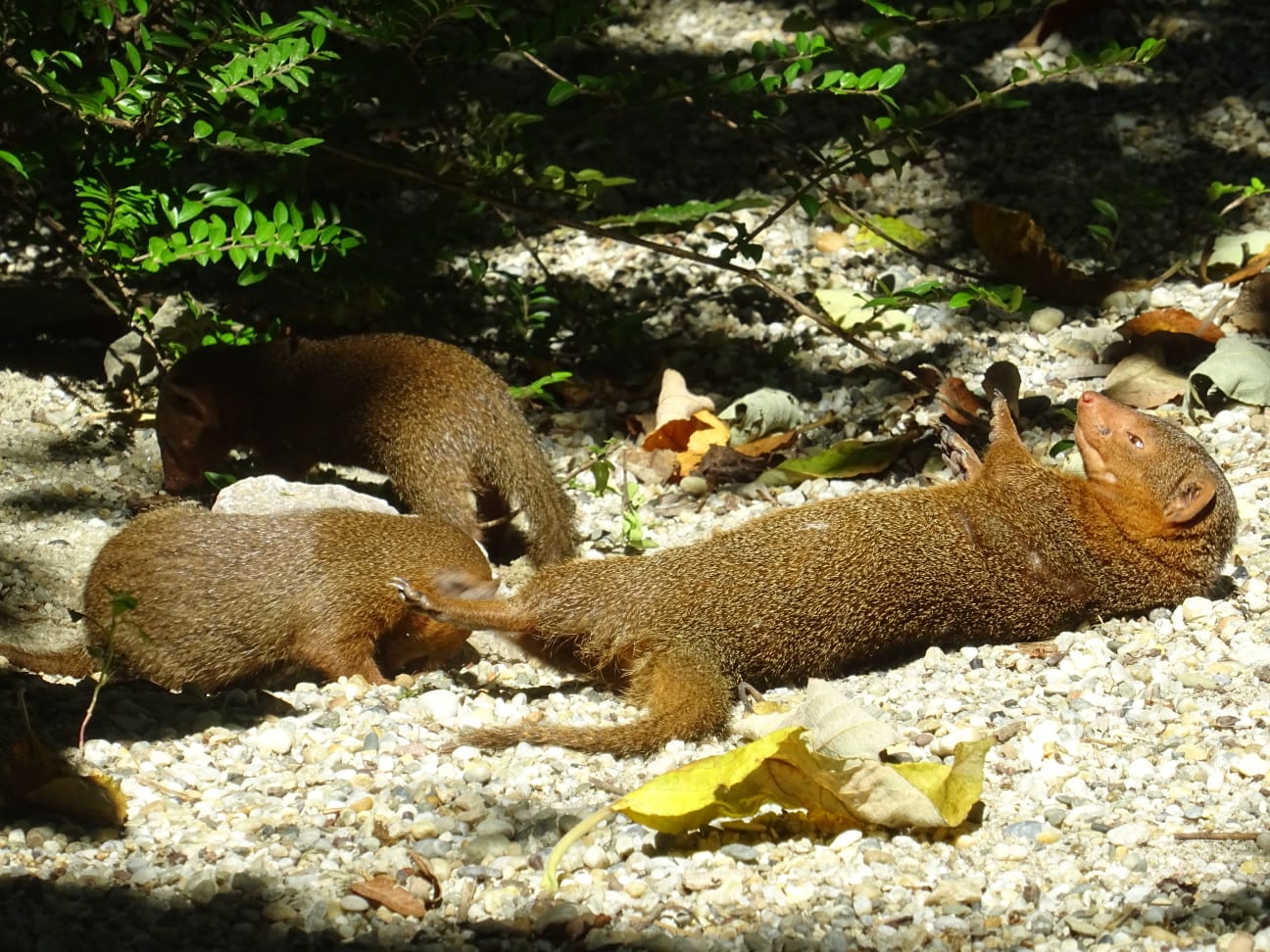 Zoološki vrt grada Zagreba