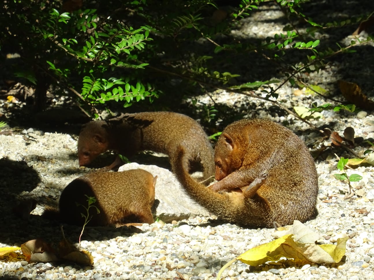 Zoološki vrt grada Zagreba