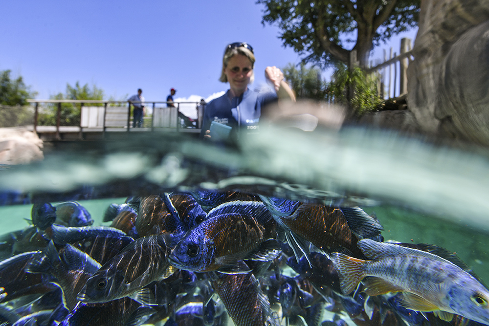 MARCO BERTORELLO  AFP  (1)