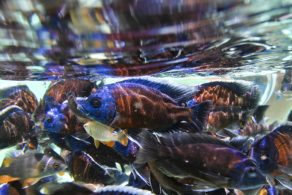 AFP/Marco Bertorello