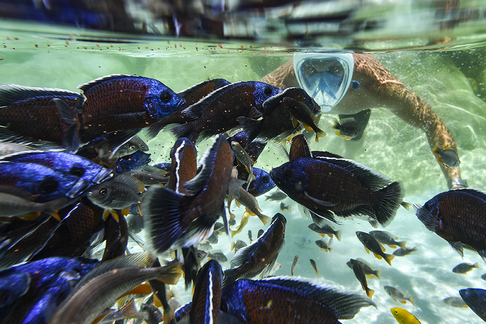 MARCO BERTORELLO  AFP  (5)