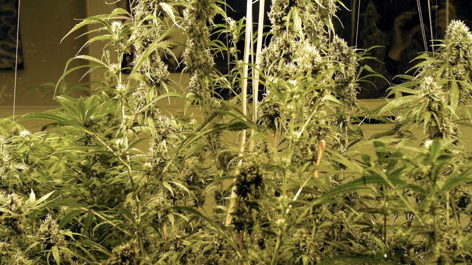 marihuana_morguefile