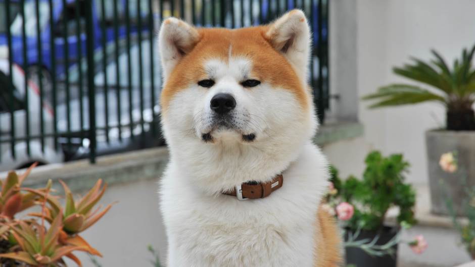 pas, akita, ljubimac