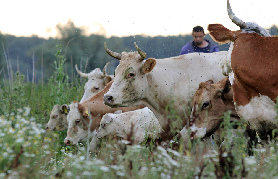 Cropix/Emica Elveđi