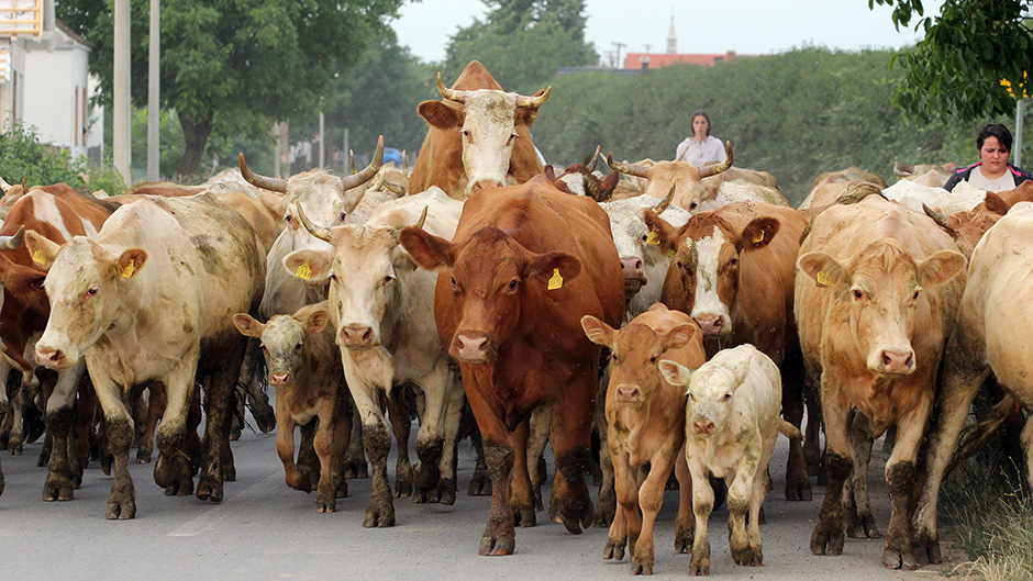 Cropix/Emica Elveđi