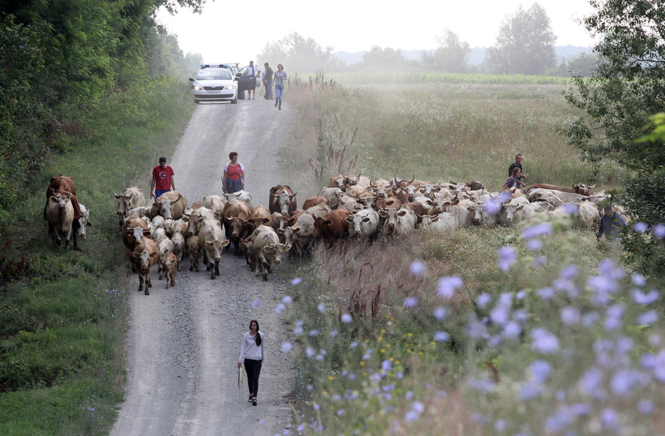 Cropix/Emica Elveđi