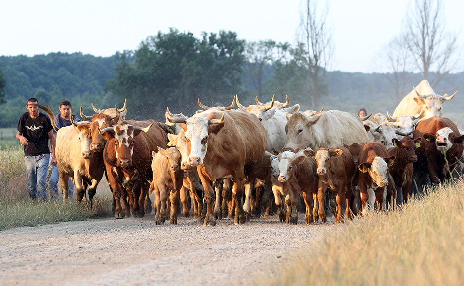 markici_prosvjed4-030715