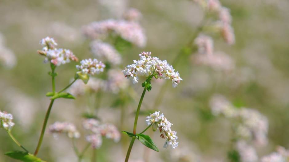marsh-bedstraw-4372162_1920