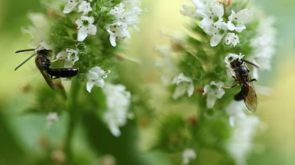 marulja, macina trava