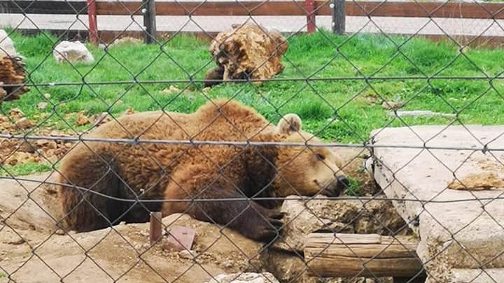 Medvjed-Macola_28.4.2019.-3