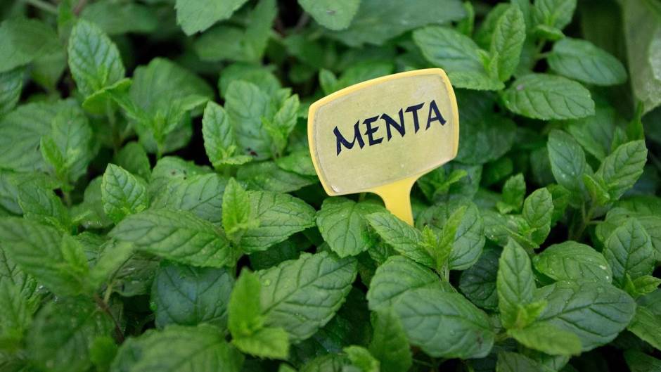 menta-183432.jpeg