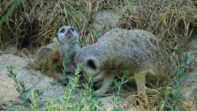 Zoološki vrt grada Zagreba