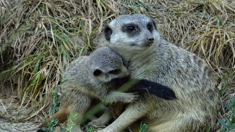 Zoološki vrt grada Zagreba
