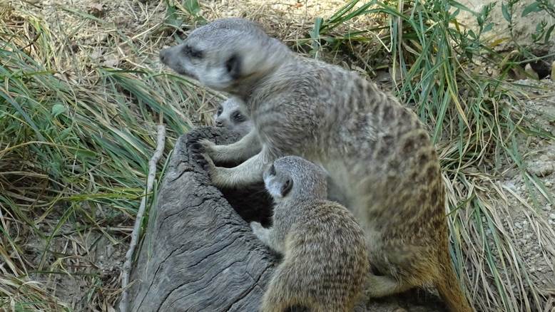Zoološki vrt grada Zagreba