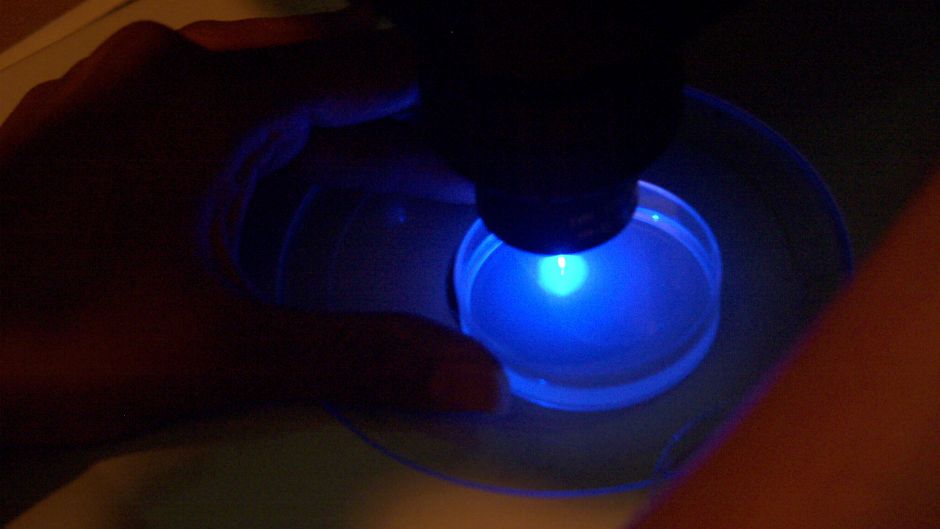 mikroskop_morguefile