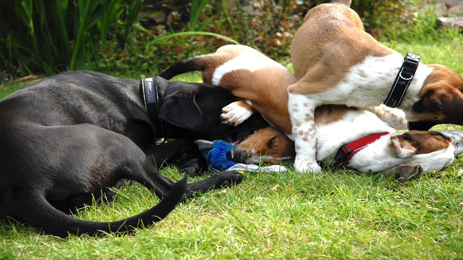 morgueFile_kucniljubimci3