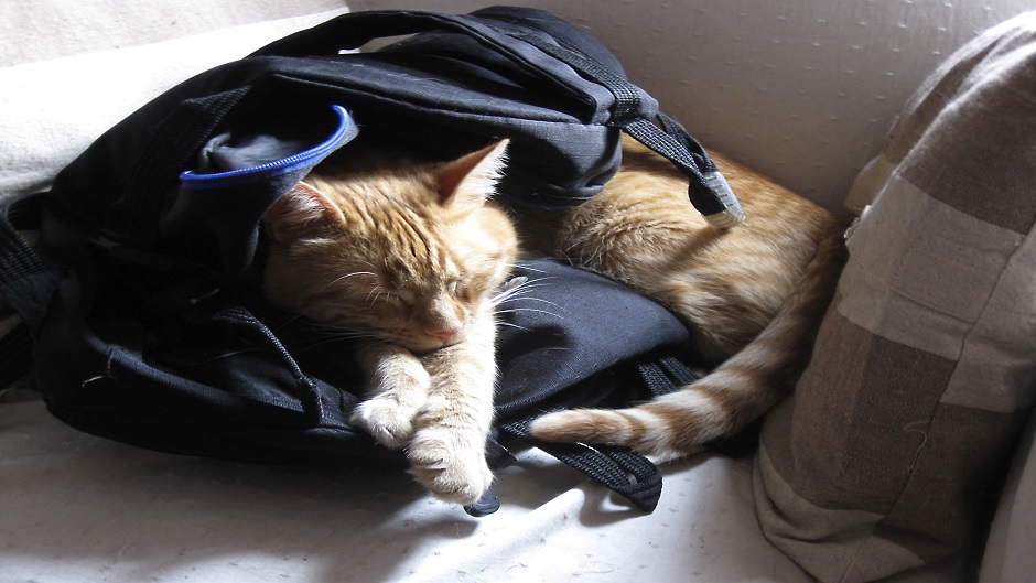 morgueFile_kucniljubimci4