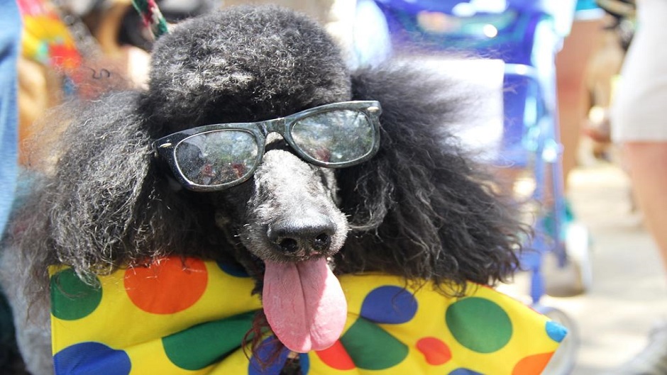 morgueFile_kucniljubimci8