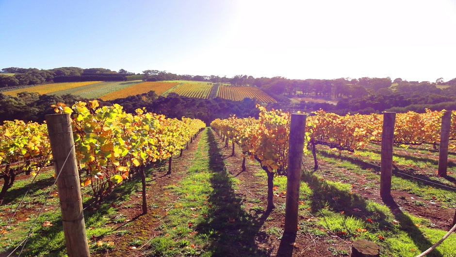 morguefile, Plodovi jeseni (8)