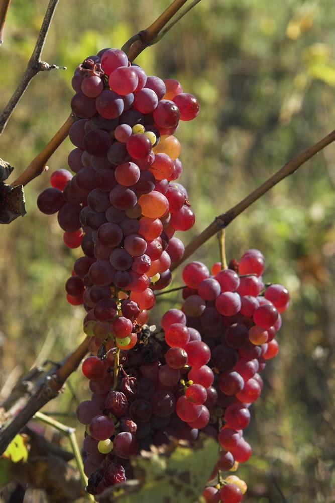 morguefile, Plodovi jeseni