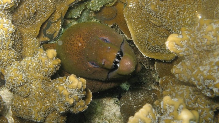 muraena-helena-1415710_1280