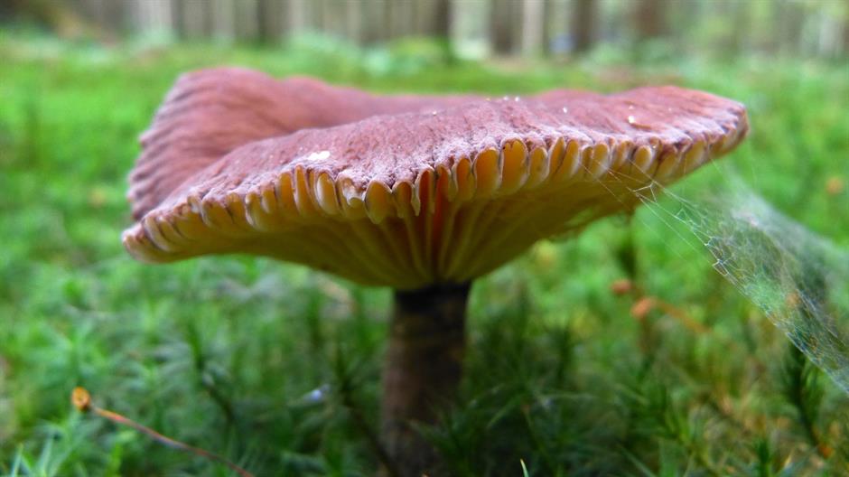 mushroom-468725_1920