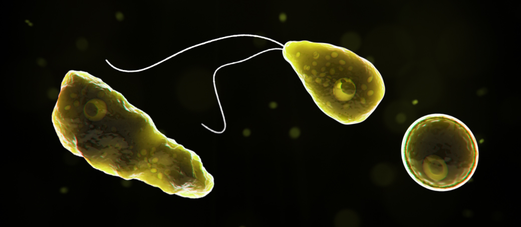 Naegleria_fowleri_1040x454