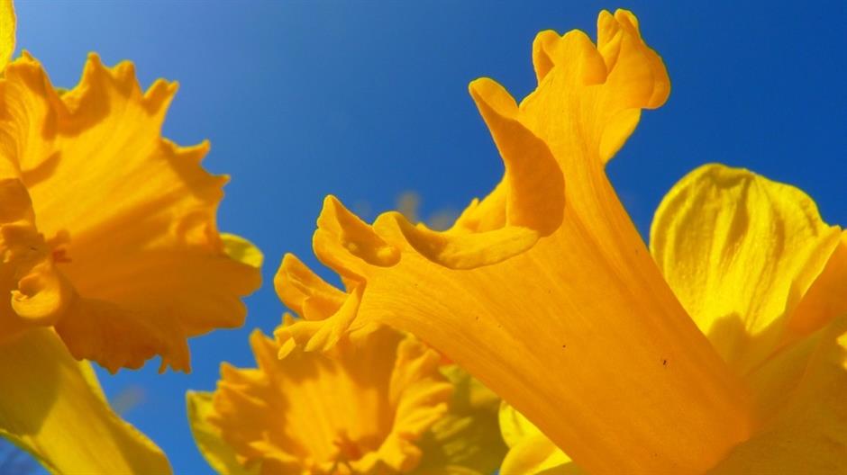 narcissus-6368_960_720