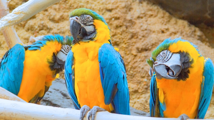 nature-1281689_960_720