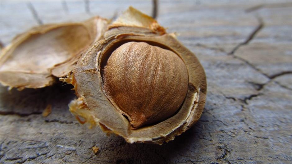 nuts-2834263_960_720