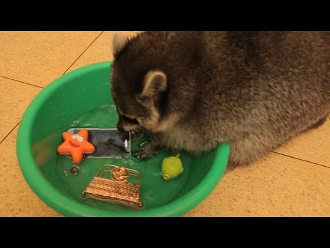 Ovaj rakun je opsjednut čistoćom