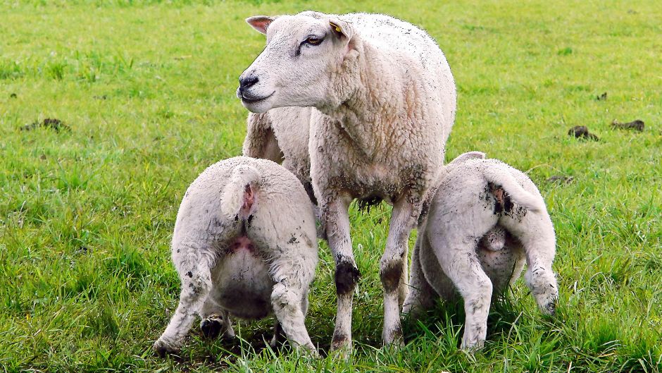 Ovca_ovce_Morguefile