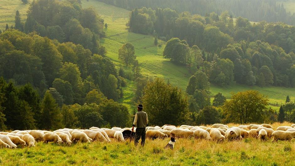 Ovce i pastiri