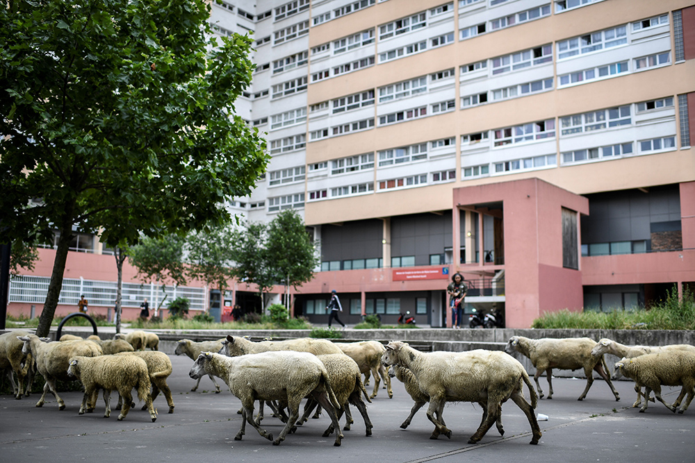 Ovce u centru pariza foto AFP STEPHANE DE SAKUTIN (10)