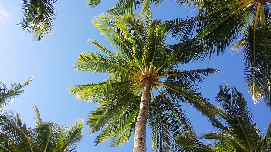 palm-tree-2065658_960_720