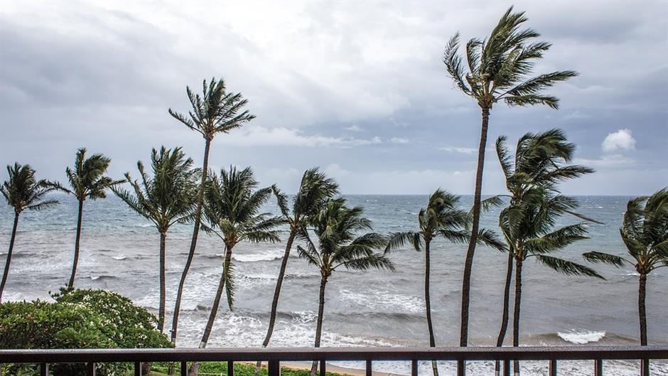 palms-1630533_960_720