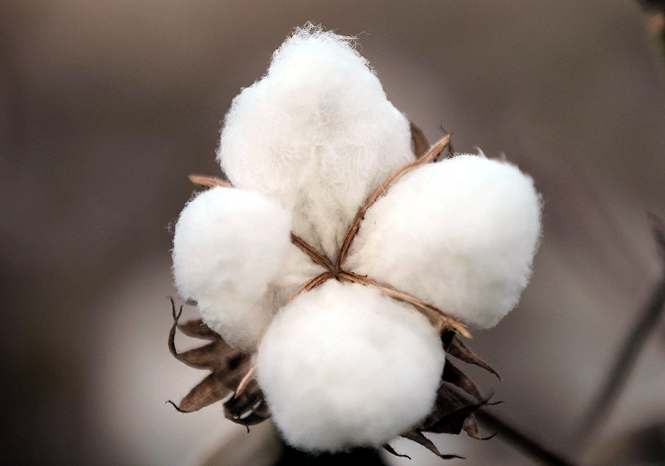 ANADOLIJA/Halil Fidan