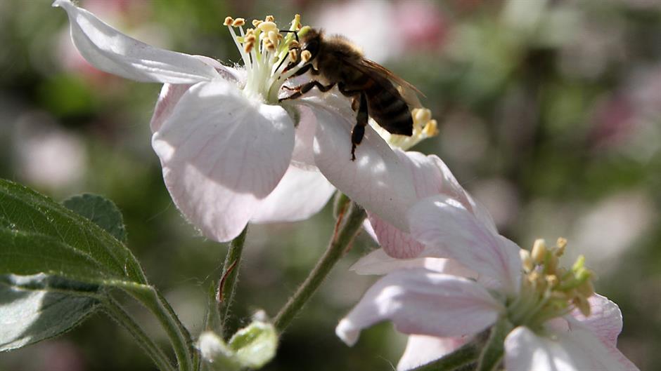pčela, proleće, vreme