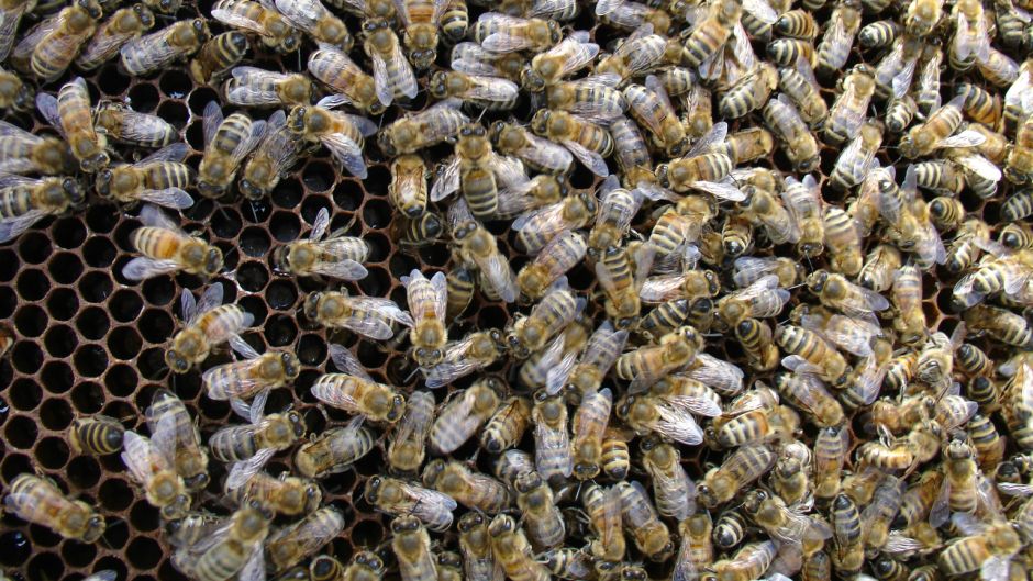 pcele_pcela_morguefile