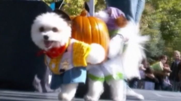 PET COSTUMES
