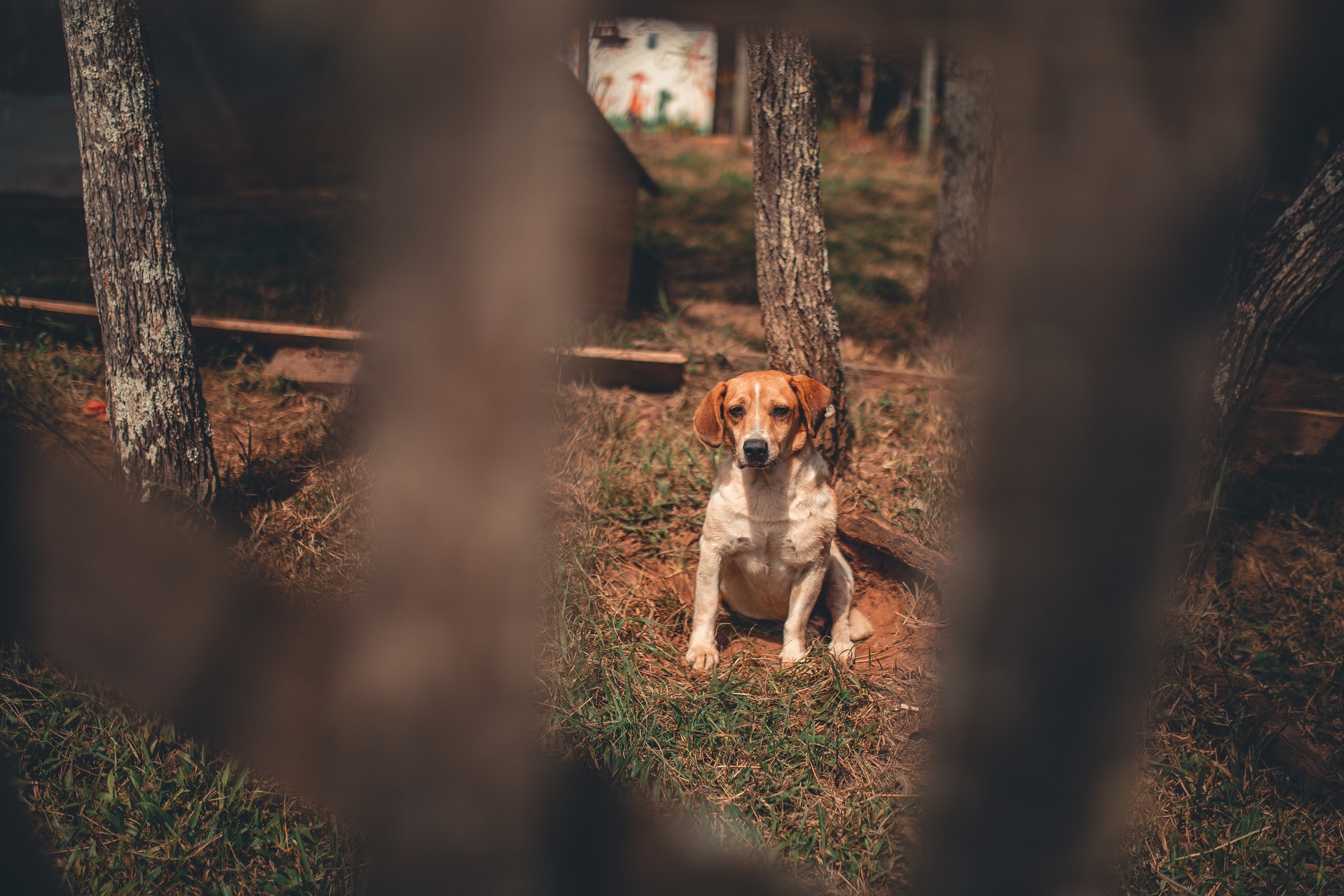 pas, psi, kućni ljubimci, životinje