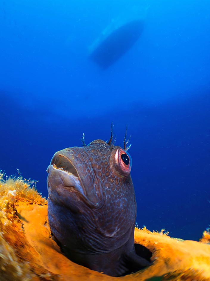 CROPIX/Jose Manuel Miro Gumbau