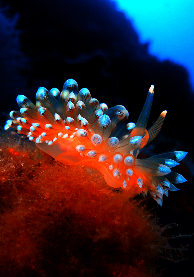 CROPIX/Karleto Vincan