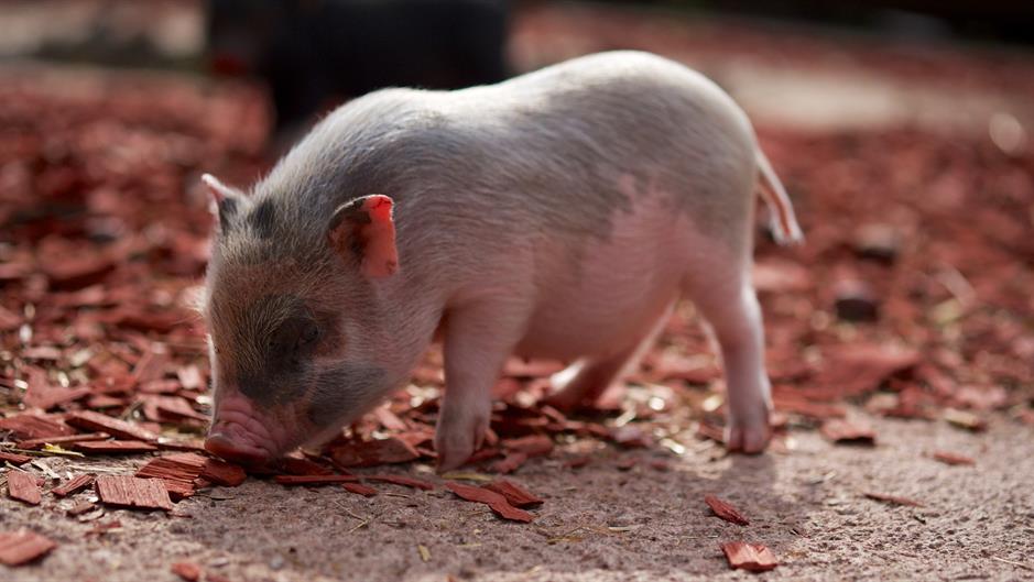 pig-1155658_1920