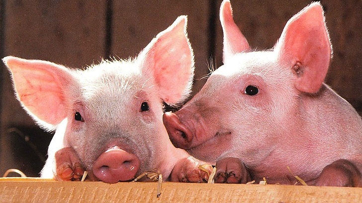 pigs-1507208_960_720