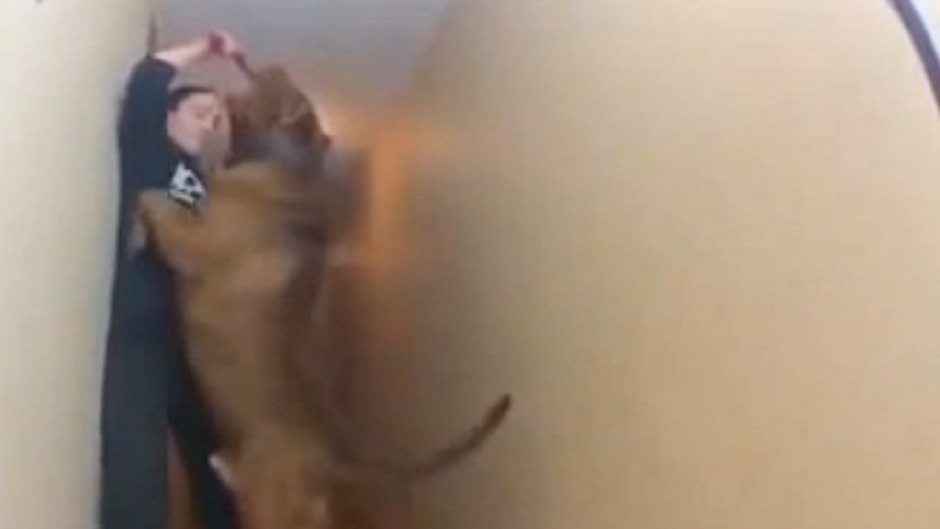 pit_bull_hulk_youtube