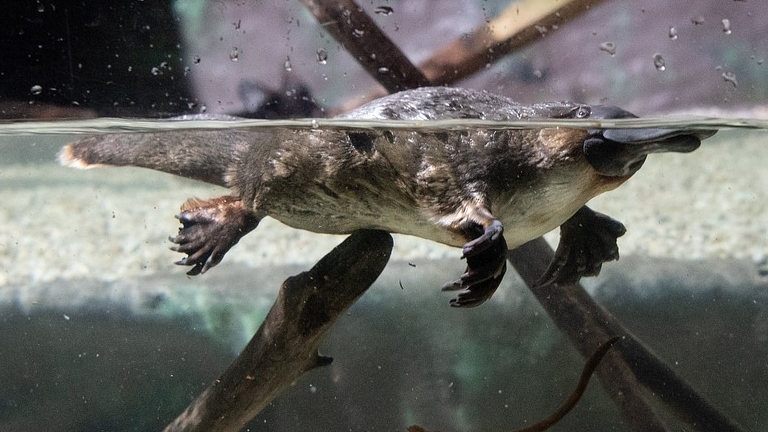 platypus-3762257_1280