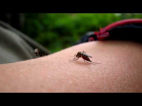Pogled izbliza: Kako nam komarci točno piju krv