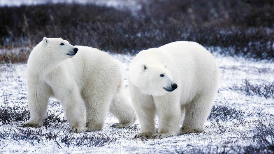 polar-bears-1665367_1920